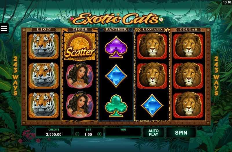 Exotic Cats