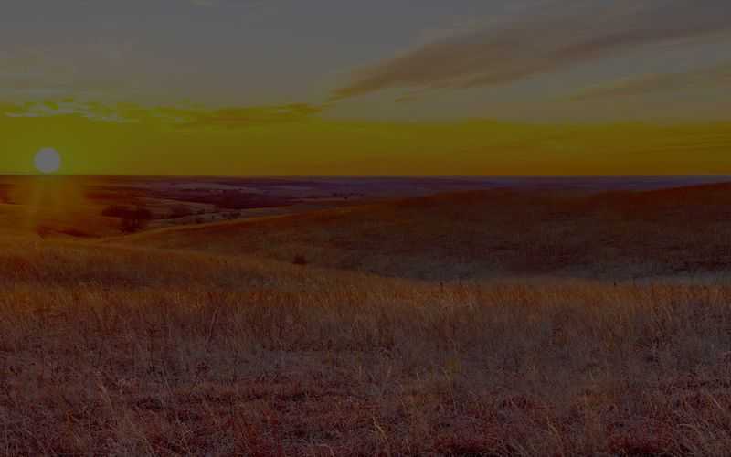 Great Golden Buffalo