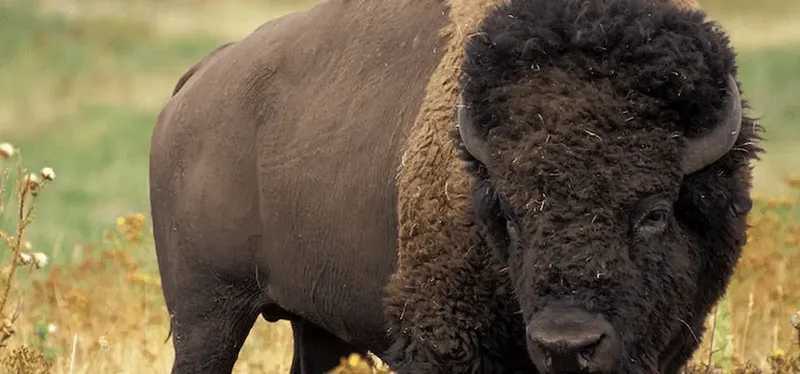 Buffalo Power Hold and Win