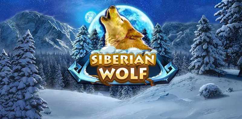 Siberian Wolf