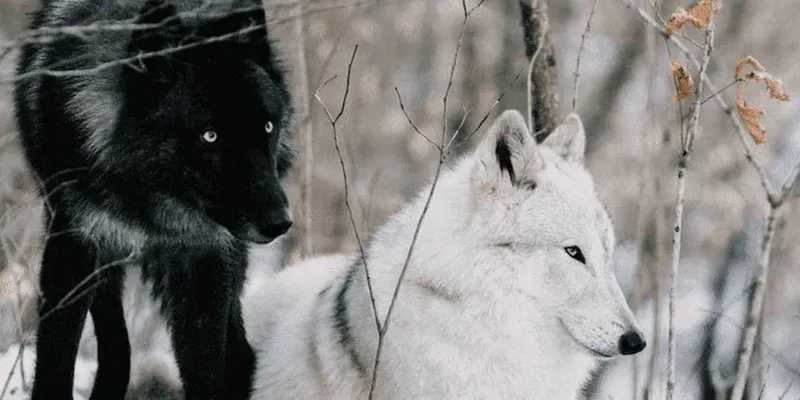 Ragnawolves WildEnergy